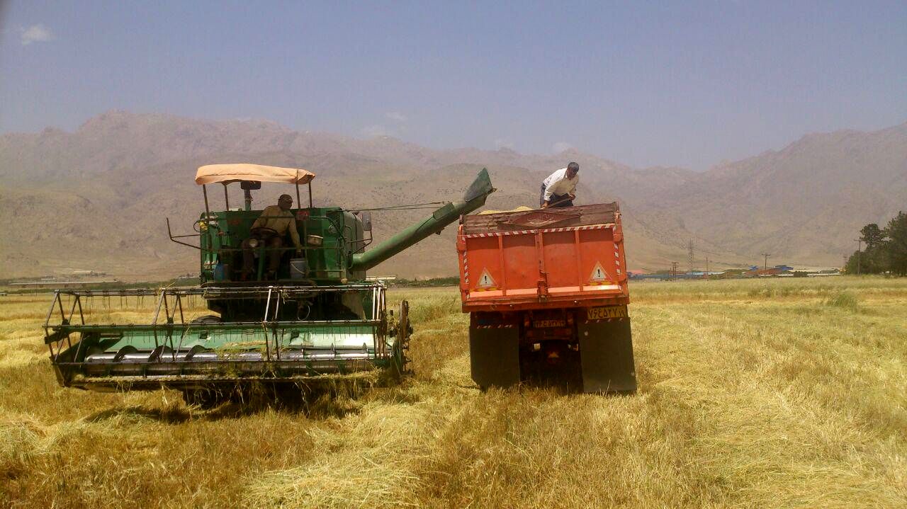 برداشت بیش از یکصد­ تن جو از مزارع کشاورزی دانشگاه آزاد اسلامی کرمانشاه