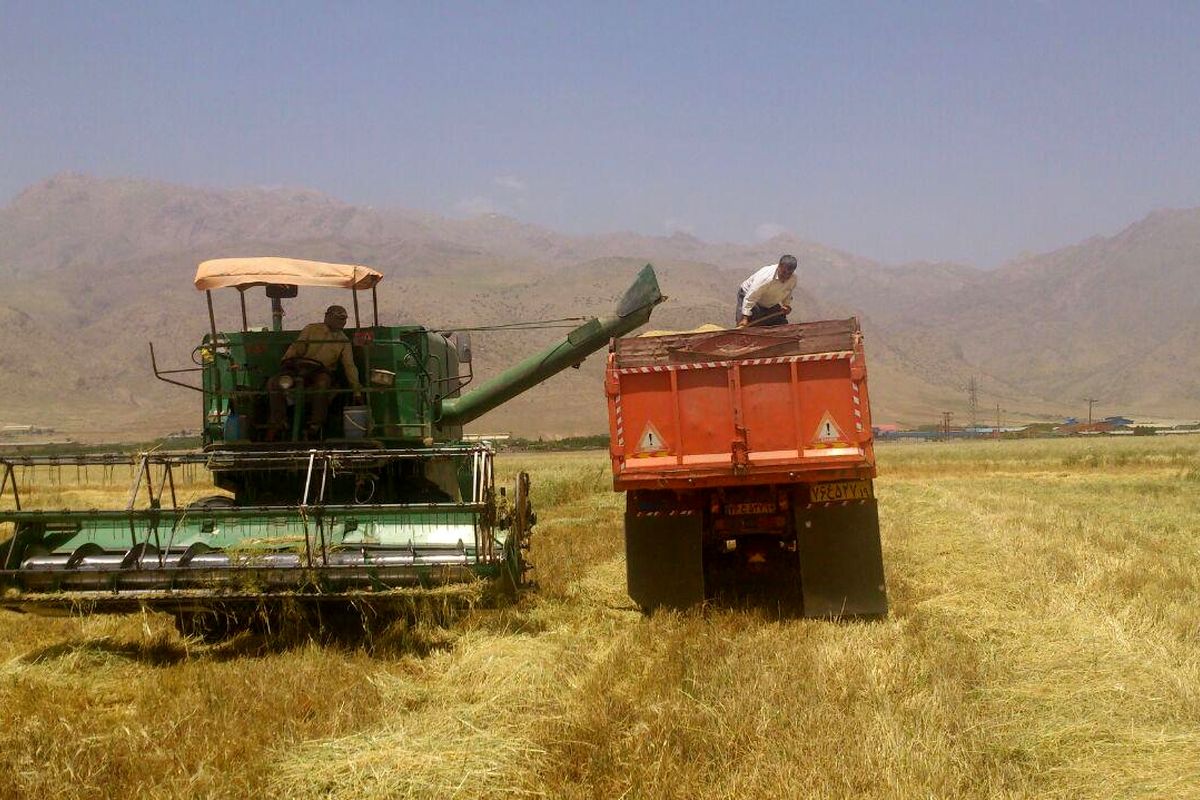 برداشت بیش از یکصد­ تن جو از مزارع کشاورزی دانشگاه آزاد اسلامی کرمانشاه