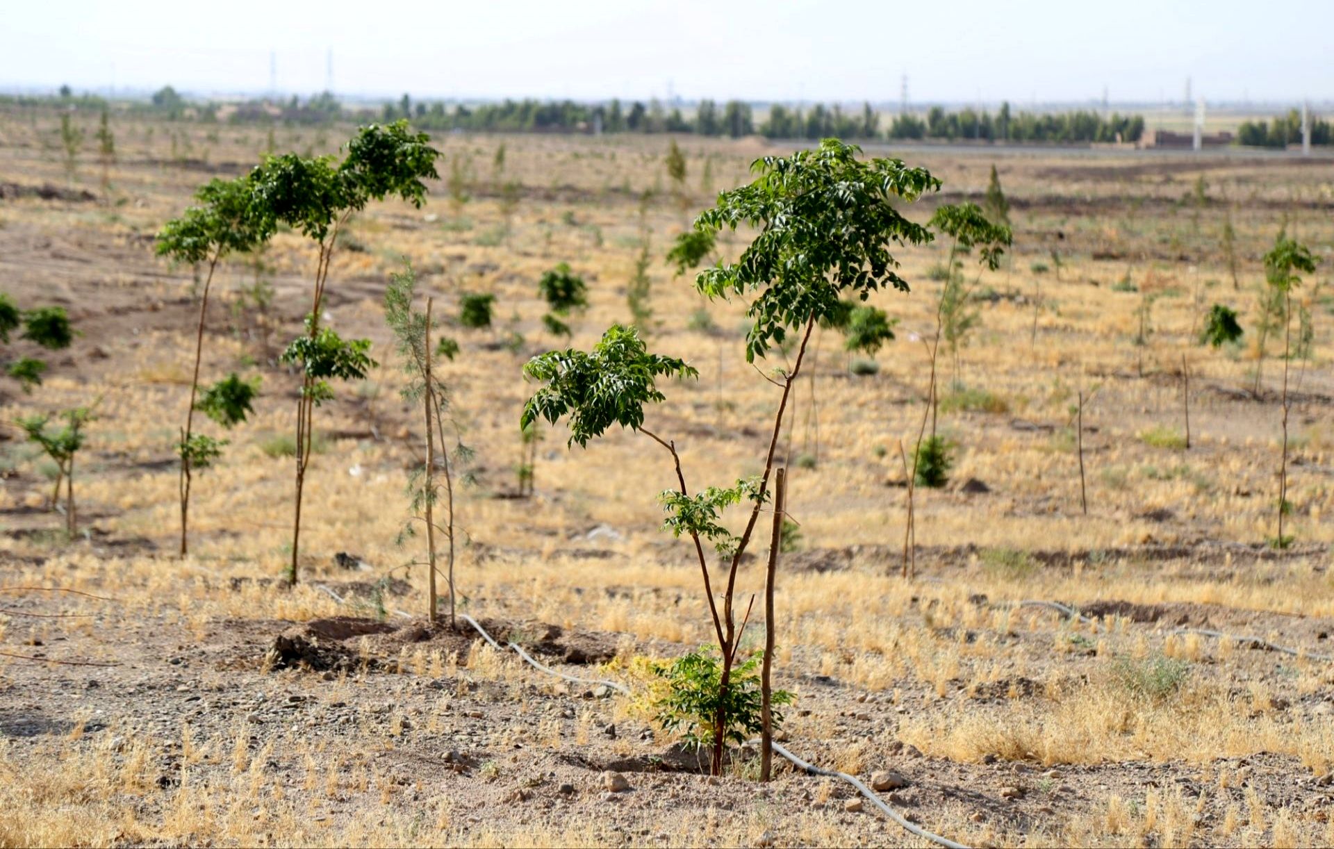 ادامه عملیات آماده‌سازی بستر و کاشت درخت در ۱۵ هکتار از اراضی بوستان معصومیه