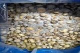 کشف و امحاء بیش از 200 کیلو قارچ خوراکی فاسد در استان اصفهان