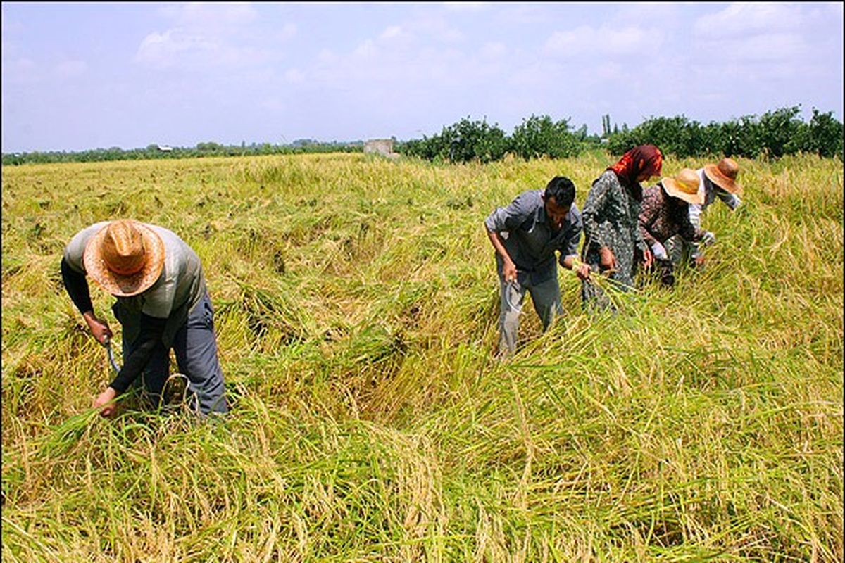نخستین برداشت برنج رودسر آغاز شد 