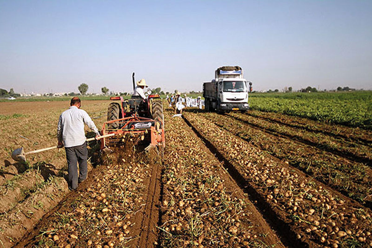 استان همدان دارای رتبه اول تولید سیب زمینی در کشور 
