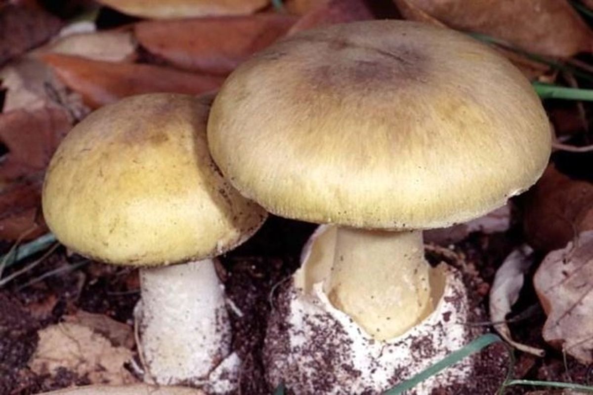 علائم مسمومیت مصرف قارچ‌های سمی چیست؟