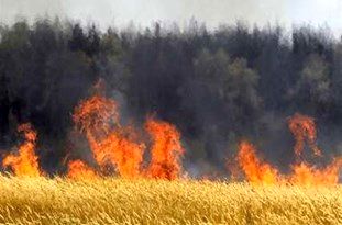 آتش کشیدن سرمایه‌ زمینی توسط کشاورزان مازندرانی