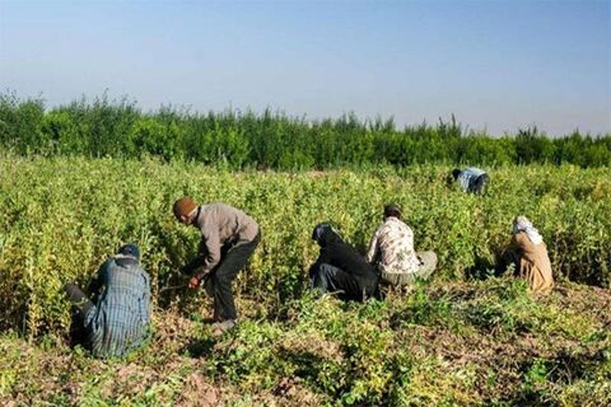 تحقق ۹۴ درصدی اشتغال در بخش کشاورزی استان قزوین