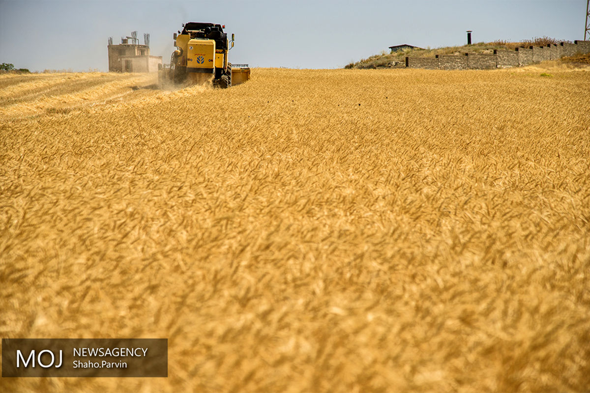 بانک کشاورزی 45000 میلیارد ریال بهای گندم را به حساب کشاورزان واریز کرد