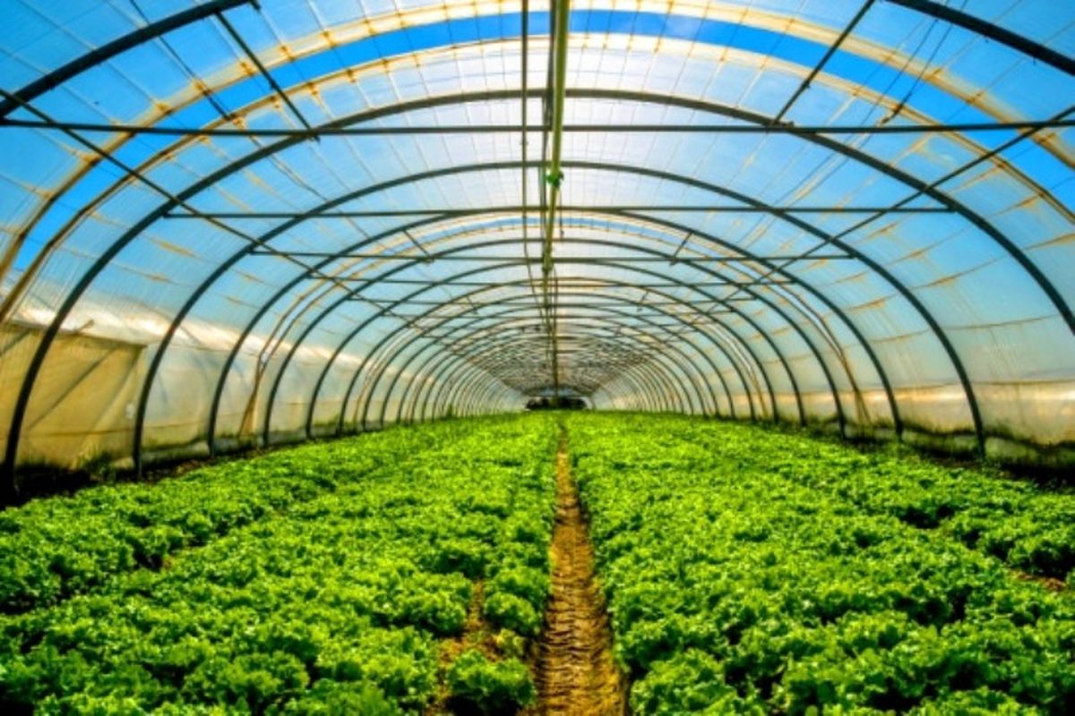 200 هکتار گلخانه تولید محصولات کشاورزی تا شهریور سال جاری در هرمزگان ایجاد می شود