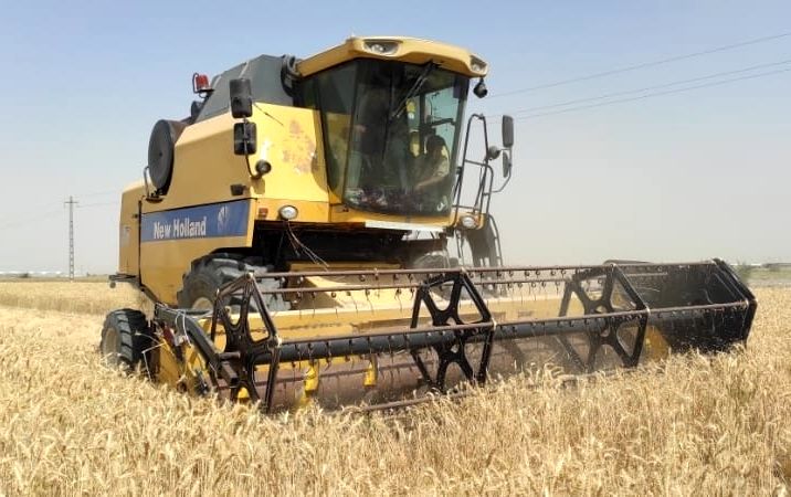 برداشت اولین گندم کشور در منطقه شهدادی هرمزگان