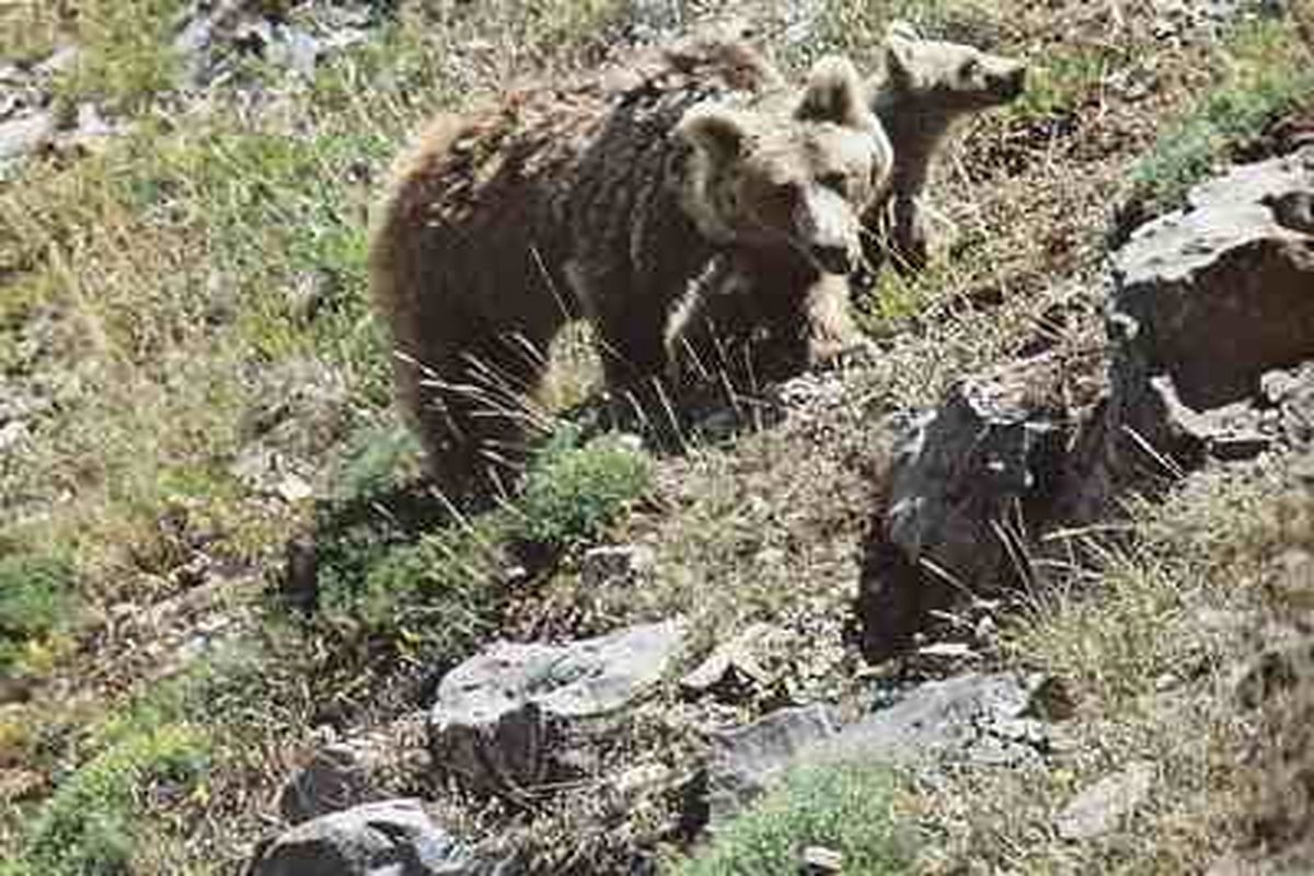 کمیته حفاظت از خرس‌های ایران عضو داوطلبانه می‌پذیرد
