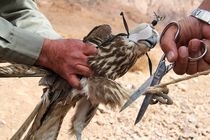 دستگیری قاچاقچی  پرندگان شکاری در شهرستان جاسک 