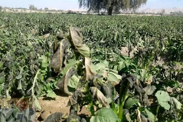 پرداخت خسارات ناشی از تنش سرمایی به کشاورزان