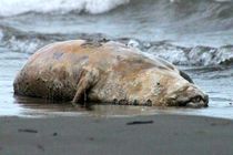 پیدا شدن لاشه یک فک خزری در ساحل بندرانزلی
