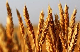 خودکفایی در تولید گندم نیازمند سمپاشی به‌موقع از مزارع است