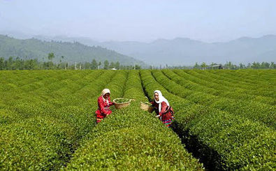۳۲ درصد پول چایکاران پرداخت شد / پیش‌بینی برداشت ۱۱۵ هزار تن برگ سبز چای