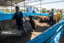۱۵ مرکز عرضه دام بهداشتی در تهران برای عید قربان فعالیت دارند