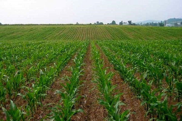 چهار محصول کشت تابستانه در خوزستان خرید تضمینی می‌شوند