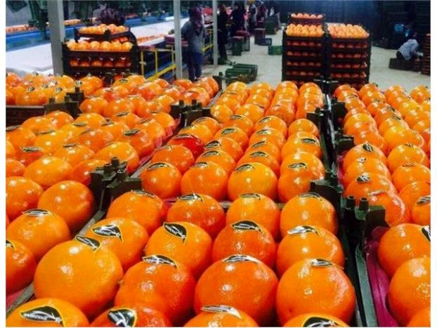 تأمین میوه شب عید در طرح تنظیم بازار