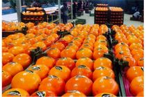 صادرات 4 هزار تن محصولات کشاورزی از بندر امیرآباد به خارج کشور