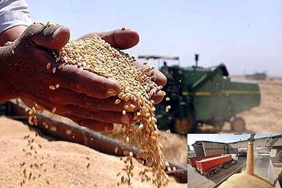 تولید گندم در کرمانشاه 23 درصد افت داشته است