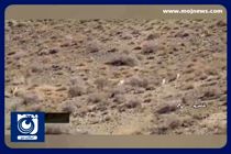  مشاهده همزمان ۵ قلاده یوزپلنگ ایرانی در توران + فیلم