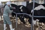 رئیس سازمان دامپزشکی کشور از خودکفایی ۹۷ درصدی در داروهای دام خبر داد