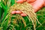 شالیزار‌های مازندران آماده برای برداشت برنج