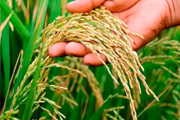 ۷۰ درصد شالیزار‌های بابل به خوشه برنج نشستند