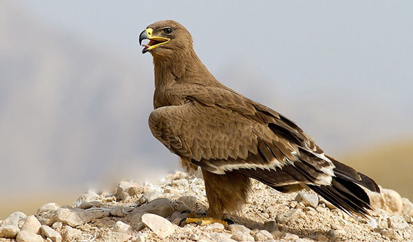 رهاسازی پرندگان شکاری در تالاب بهشت معصومه قم