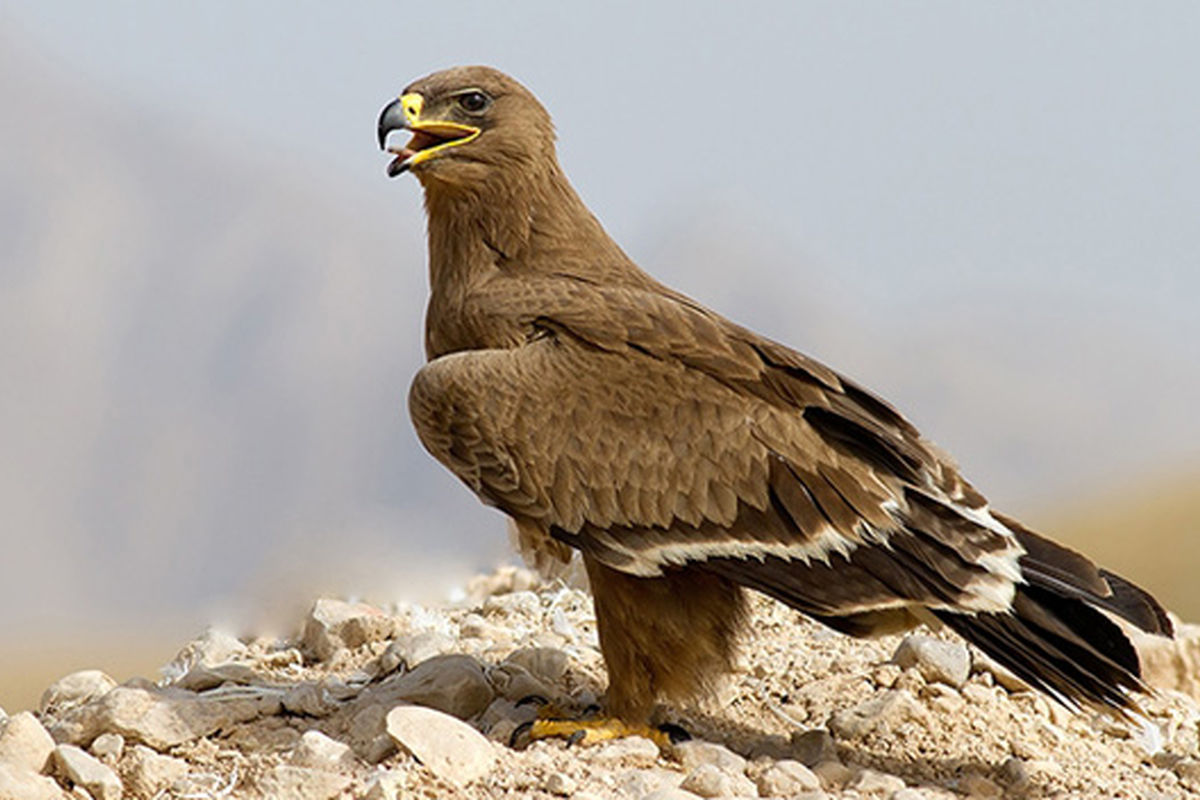 رهاسازی پرندگان شکاری در تالاب بهشت معصومه قم
