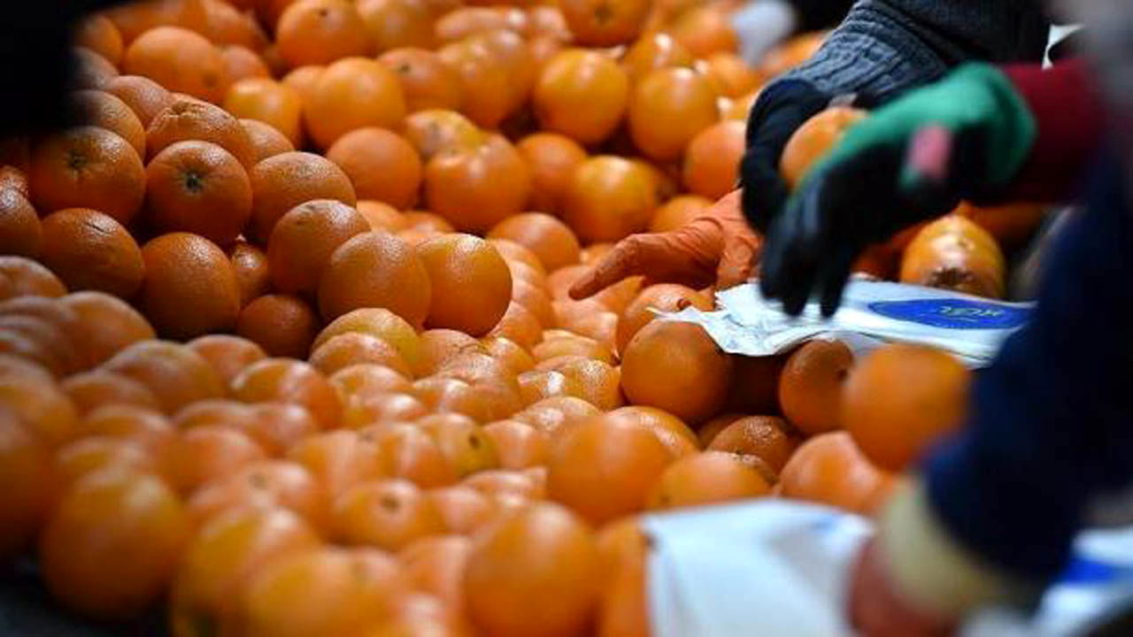 More than 125,000 tons kiwi, citrus fruits were exported from  Province