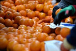 More than 125,000 tons kiwi, citrus fruits were exported from  Province