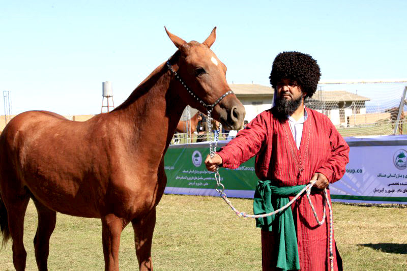 نخستین جشنواره ملی اسب اصیل ترکمن در نیشابور 