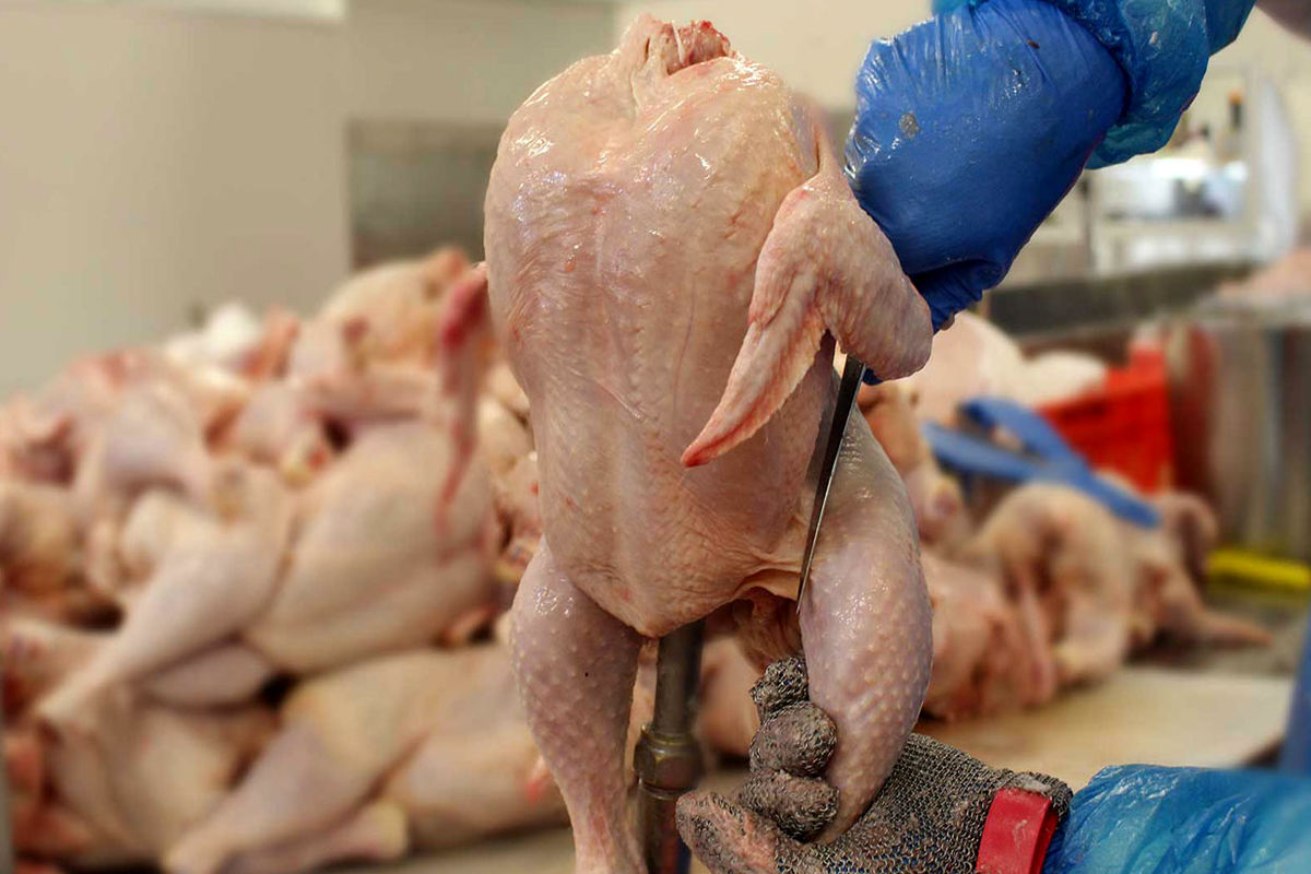 علت گرانی گوشت مرغ اعلام شد/ کاهش 150 تومانی این محصول پروتئینی