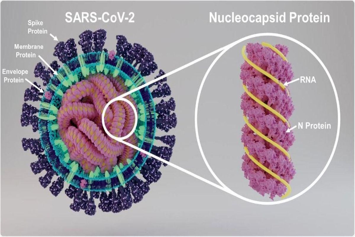 دست یابی به شکلی جدید از پروتئین های ویروس کرونا توسط محققان دانشگاه صنعتی اصفهان