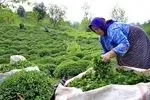 بیش از ۲۵ هزار تن برگ سبز چای در مازندران خریداری شد