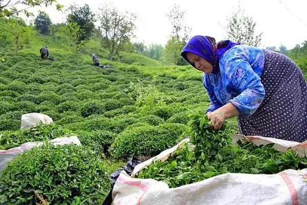 بیش از ۲۵ هزار تن برگ سبز چای در مازندران خریداری شد