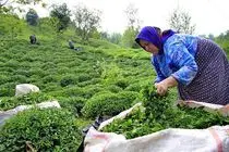 بیش از ۲۵ هزار تن برگ سبز چای در مازندران خریداری شد