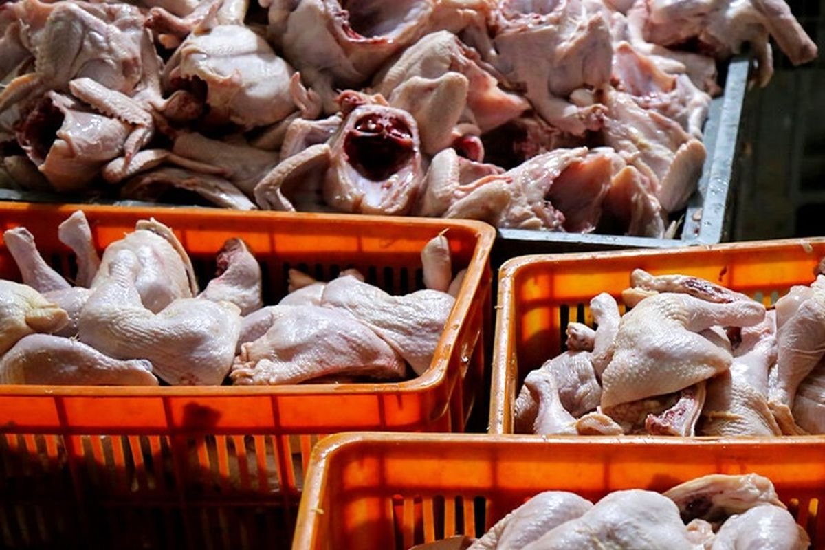ورود دستگاه قضا به ترخیص هزار تن مرغ وارداتی در بندر شهید رجایی 