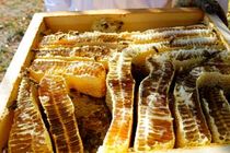 عسل طبیعی کردستان جز مرغوبترین عسل های کشور محسوب می شود 
