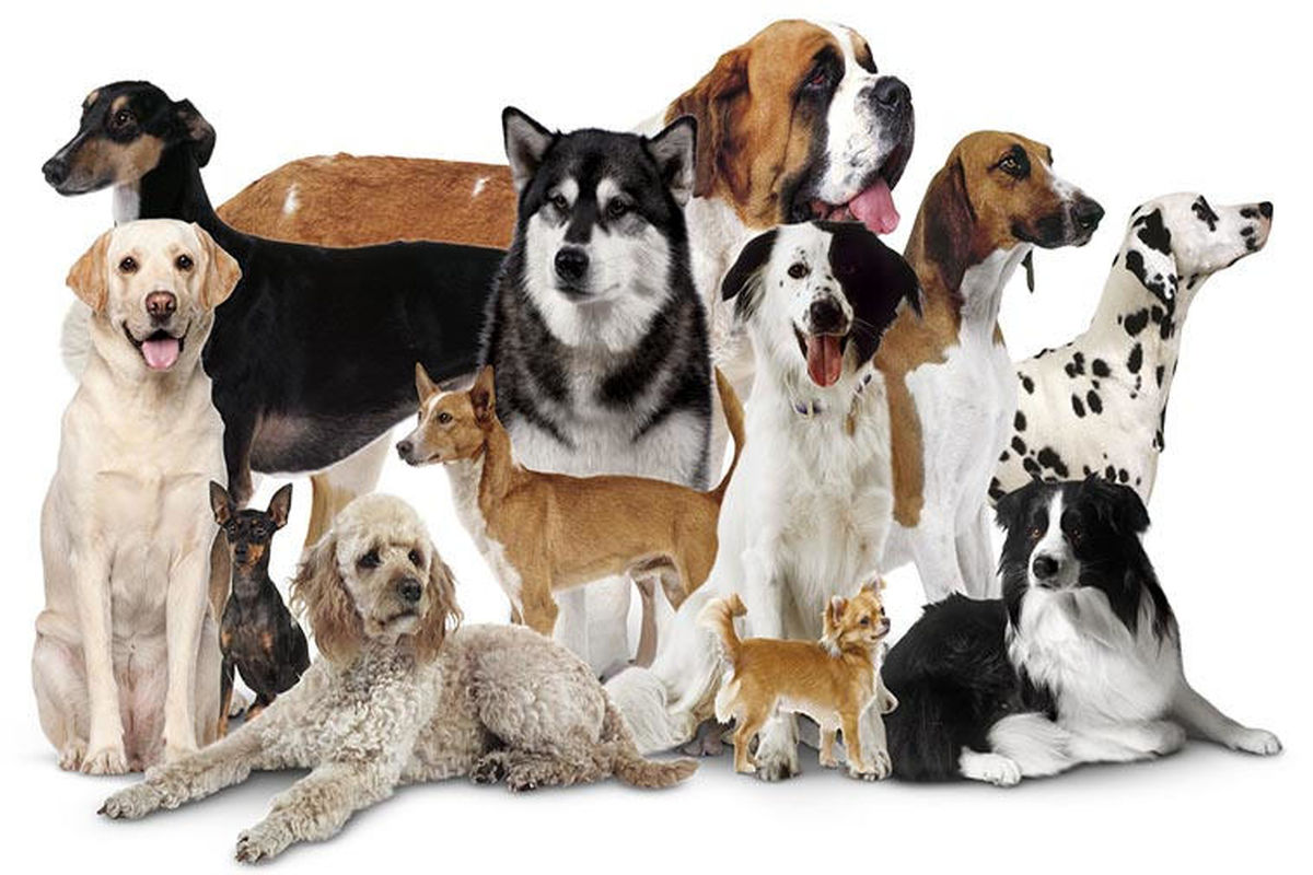 خصوصیات سگ ها و هرآنچه در مورد سگ ها با نژاد مختلف باید بدانید