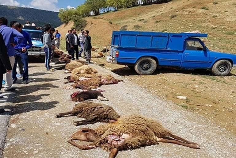 بیش از 100 گوسفند در مهریز بر اثر دود آتش تلف شدند