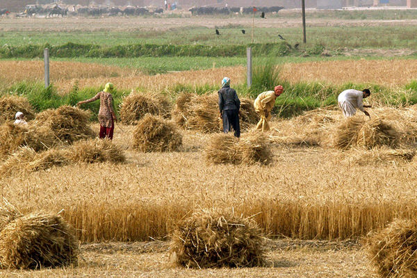 مرکز آمار تورم نقطه‌به‌نقطه «زراعت، باغداری و دامداری سنتی»را افزایشی دانست