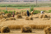 شاخص قیمت تولید کننده زراعت 10.39درصد کاهش یافت