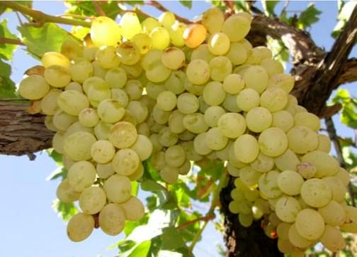 افزایش 11 درصدی برداشت انگور نسبت به سال گذشته در اصفهان