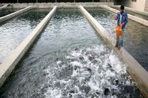 توزیع ۱۷ هزار قطعه بچه ماهی کپور در ۱۴۵ استخر کاشمر