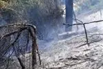 آتش در منطقه جنگلی بندپی غربی بابل مهار شد