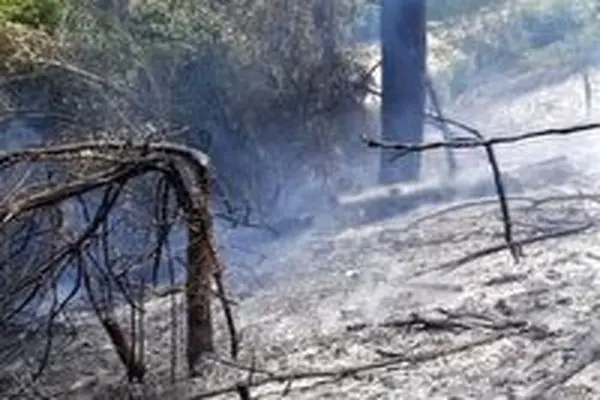آتش در منطقه جنگلی بندپی غربی بابل مهار شد