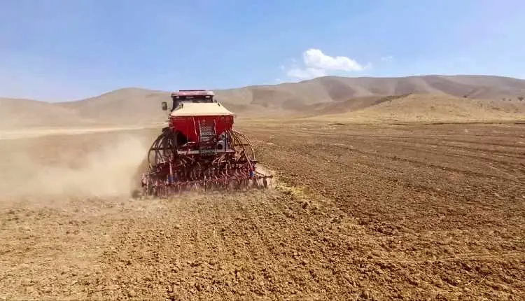 کشت کلزا گامی موثر در مسیر خودکفایی