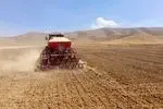 کشت کلزا گامی موثر در مسیر خودکفایی