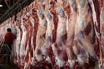 توقف صادرات دام راهکار دولت برای توقف افزایش قیمت گوشت قرمز